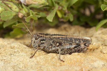 Italian Locust on ground Burgundy France