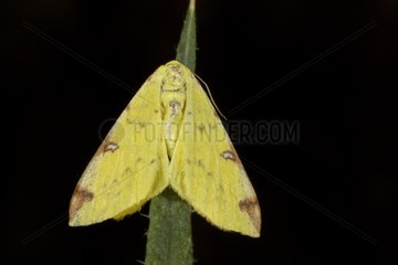 Brimstone moth on a blade of grass Burgundy France