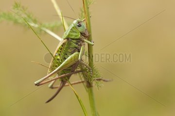 Wart-biter cricket on a rod Lorraine France
