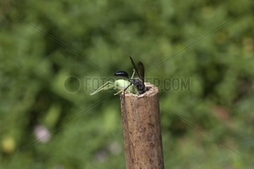 Grass-carrying waspcarrying a prey in a rod France 7/9