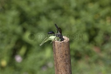 Grass-carrying waspcarrying a prey in a rod France 6/9