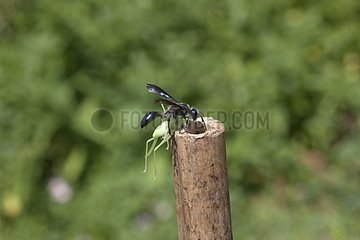Grass-carrying waspcarrying a prey in a rod France 5/9