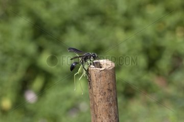 Grass-carrying waspcarrying a prey in a rod France 4/9