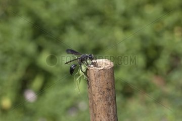 Grass-carrying waspcarrying a prey in a rod France 3/9