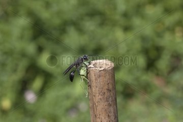 Grass-carrying wasp carrying a prey in a rod France 2/9