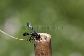Grass-carrying wasp carrying a strand in a rod France