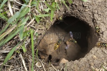 Common wasps in flight in their nest Burgundy France