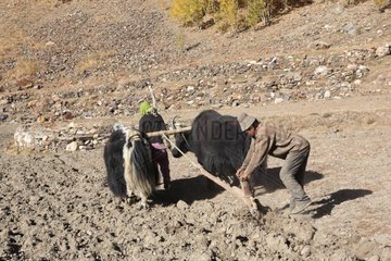 Yacks plowing na Zanskar Valley Lung India