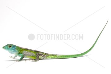 Blackbelly Racerunner on white background