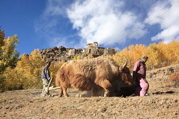 Yaks plowing Zanskar Valley Lung na India