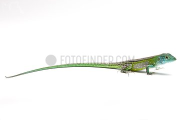 Blackbelly Racerunner on white background