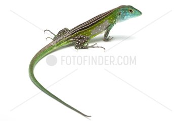 Blackbelly Racerunner on white background