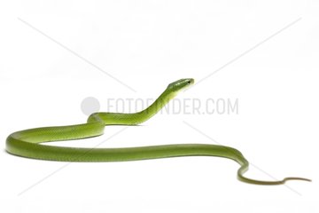 Green Trinket Snake on white background