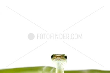 Portrait of Green Trinket Snake on white background