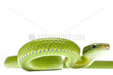 Green Trinket Snake on white background