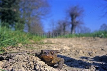 European toad France
