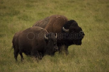 Bison männlich  die weiblich während der Rut Wyoming USA pflegen