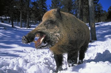 MÃ¤nnlicher Wildschwein in Schnee Frankreich