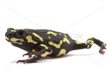 Redbelly Toad on white background