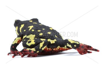 Redbelly Toad on white background