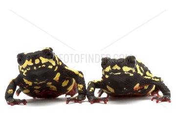 Redbelly Toads on white background