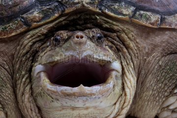Portrait of Snapping turtle