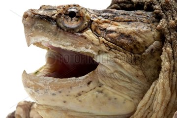 Portrait of Snapping turtle on white background