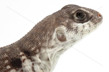 Portrait of Desert Iguana on white background