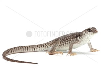 Desert Iguana on white background