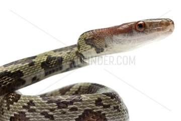 Portrait of Red-headed Rat Snake on white background