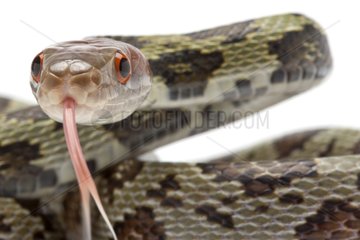Portrait of Red-headed Rat Snake on white background