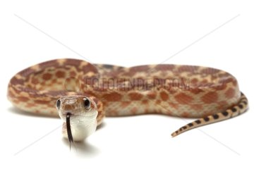 Young Cape Gopher Snake on white background