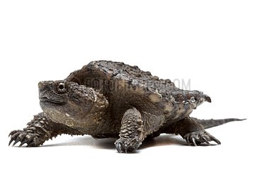 Young Snapping turtle on a white background