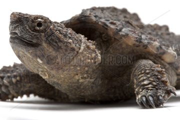 Portrait of Young Snapping turtle on a white background