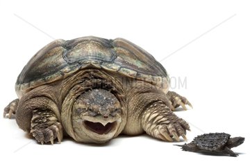 Snapping turtle and young on a white background