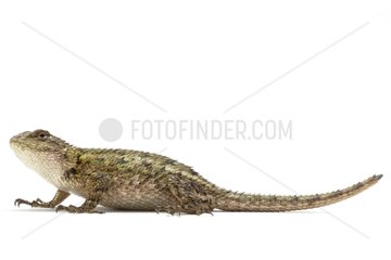 Green Spiny Lizard female on a white background