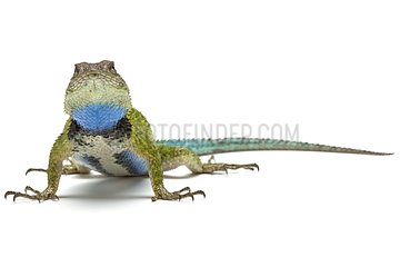 Green Spiny Lizard male on a white background