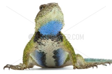 Green Spiny Lizard male on a white background