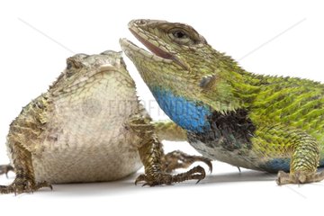 Green Spiny Lizard couple on a white background