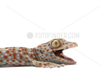 Portrait of Tockay Gecko on a white background