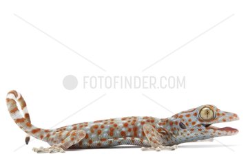 Tockay Gecko on a white background