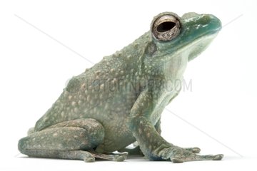 Peters's Foam-nest Treefrog on a white background