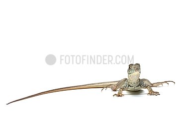 Butterfly Lizard on a white background