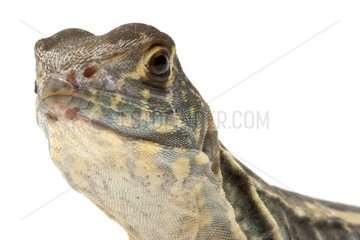 Portrait of Butterfly Lizard on a white background