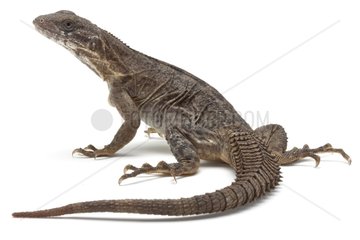 Oaxacan Spinytail Iguana on a white background