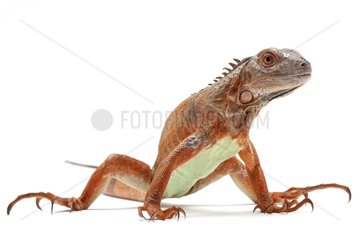 Green Iguana 'Red' on a white background