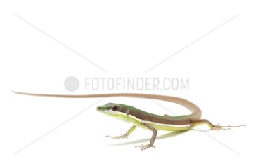 Green Grass Lizard on a white background
