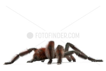 Antilles pinktoe tarantula on a white background