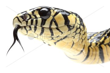 Portrait of Tiger Ratsnake on a white background