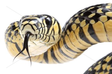 Portrait of Tiger Ratsnake on a white background